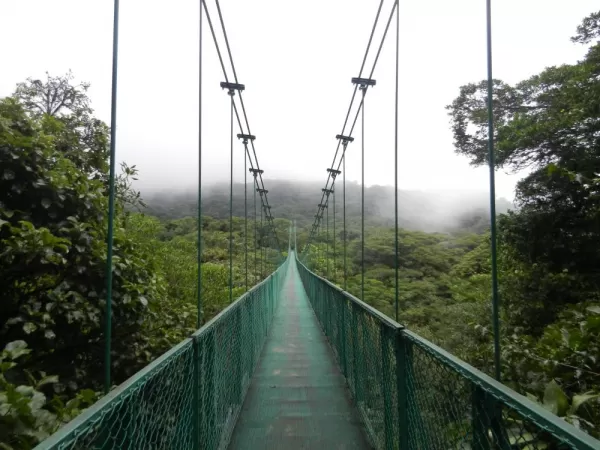 Misty ridges in the cloud forest