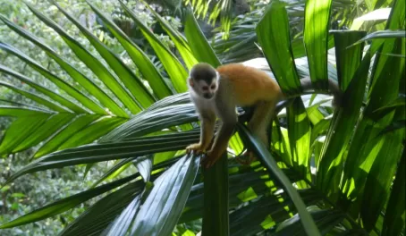 Sneaky squirrel monkey