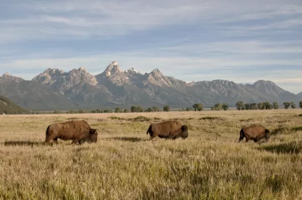 Bison at Grand Teton National Park