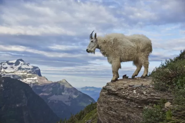 Mountain Goat at Glacier National Park
