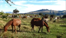 Horses at El Porvenir