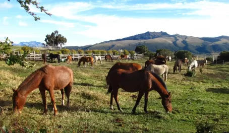 Horses at El Porvenir