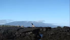 Isla Isabela, Volcano Negro