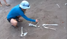 Skeleton on Isla Isabela