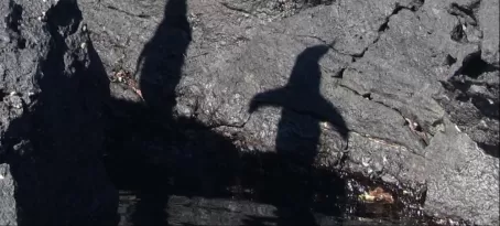 Galapagos Penguin Shadows