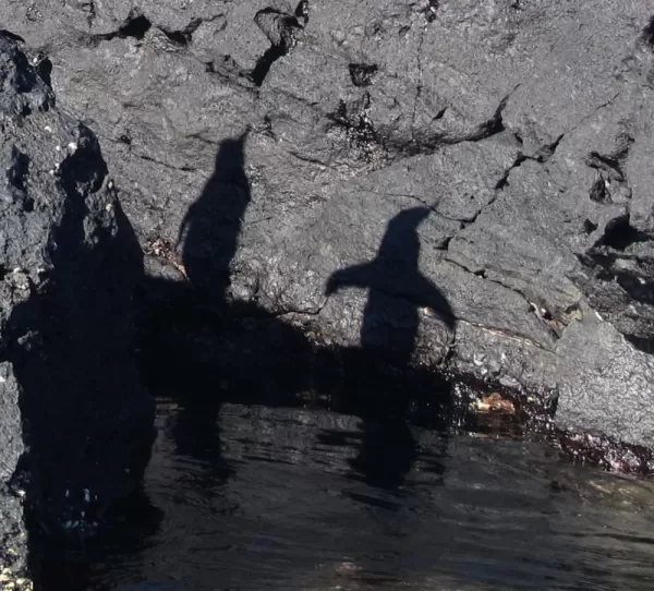 Galapagos Penguin Shadows