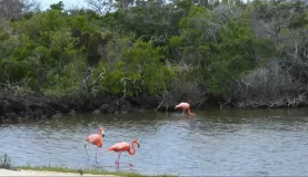Flamingos, Bachas Beach