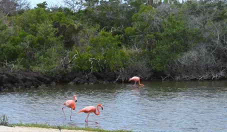Flamingos, Bachas Beach