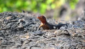 Lizard in Galapagos