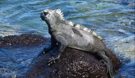 Marine Iguana in Galapagos