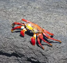 Sally Lightfoot Crab