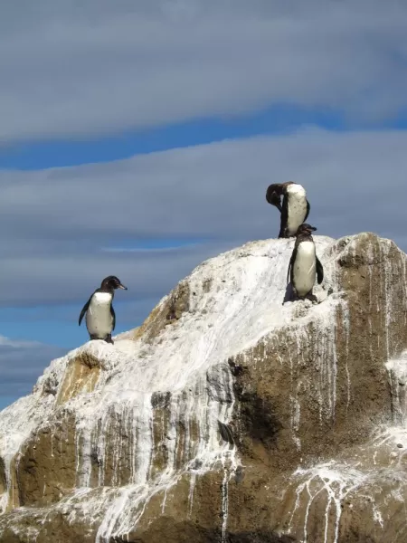 Galapagos Penguins