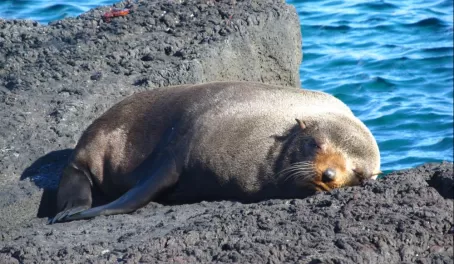 Sunbathing Sea Lion in Galapagos