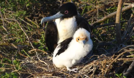 Frigatebird Mother and Chick