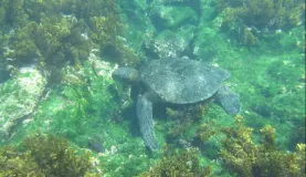 Sea Turtle, Snorkeling