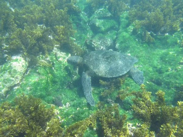 Sea Turtle, Snorkeling