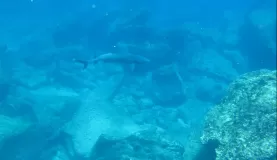 Reef Sharks, Snorkeling
