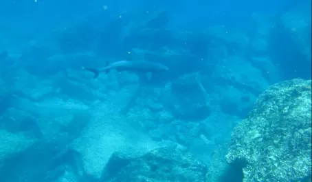 Reef Sharks, Snorkeling