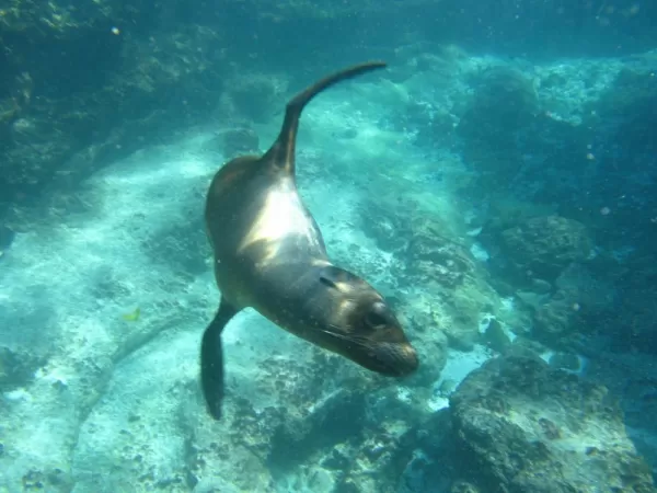 Sea Lion, Snorkeling