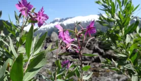 Alaskan wildflowers