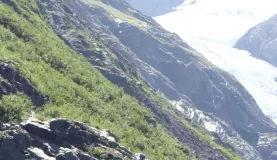 Peeking out from the rocks on an Alaskan hike