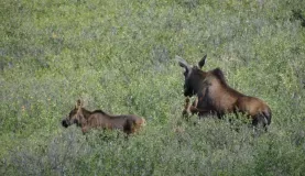 A moose and her calves