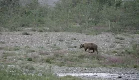 A lone grizzly wanders by an Alaskan riverside