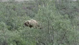 Spying on an Alaskan grizzly bear