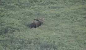 A lone moose in the brush