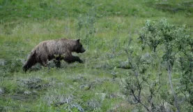 Encountering a grizzly in Alaska's wilderness