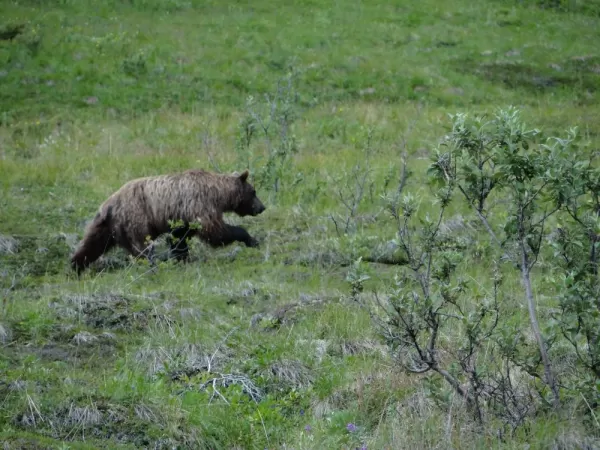 Encountering a grizzly in Alaska's wilderness