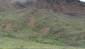 Watching wildlife