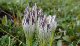 Alaskan flora
