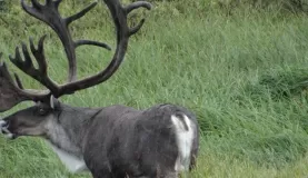 Alaskan caribou up close