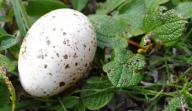 Discovering a bird egg