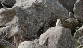 Spotting a critter in the rocks