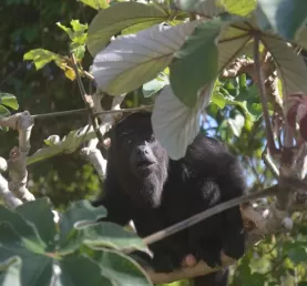 Howler monkey