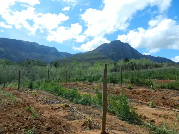 Vineyards at Waterford Estate