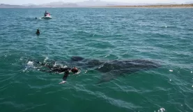 Whale shark snorkeling in La Paz