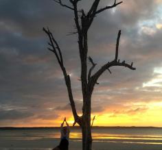 Tree pose on the beach
