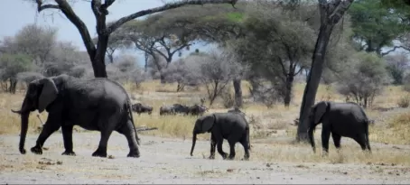 First elephant siting on safari in Tarangire
