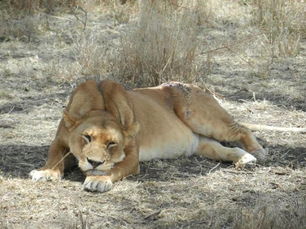 Lions, Leopards and Cheetahs, Oh My! - Tanzania Traveler Stories