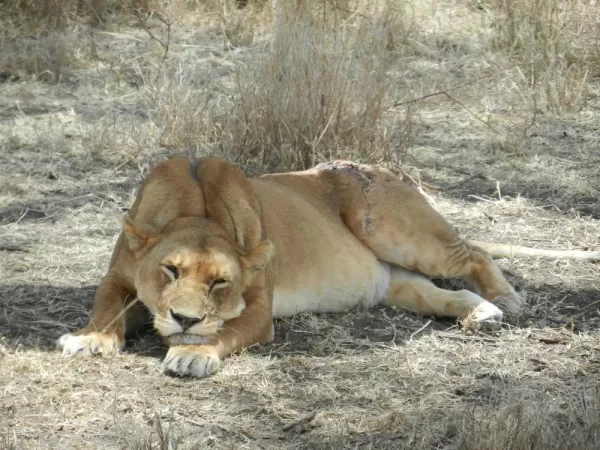 This wounded lioness relaxes in the shade