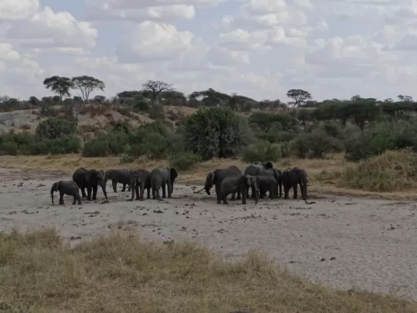 Elephant herd drinking water from the dry river bed