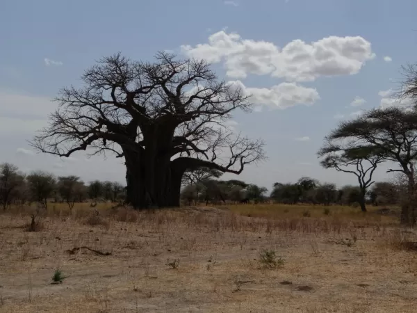 Baobab tree in Tarangire
