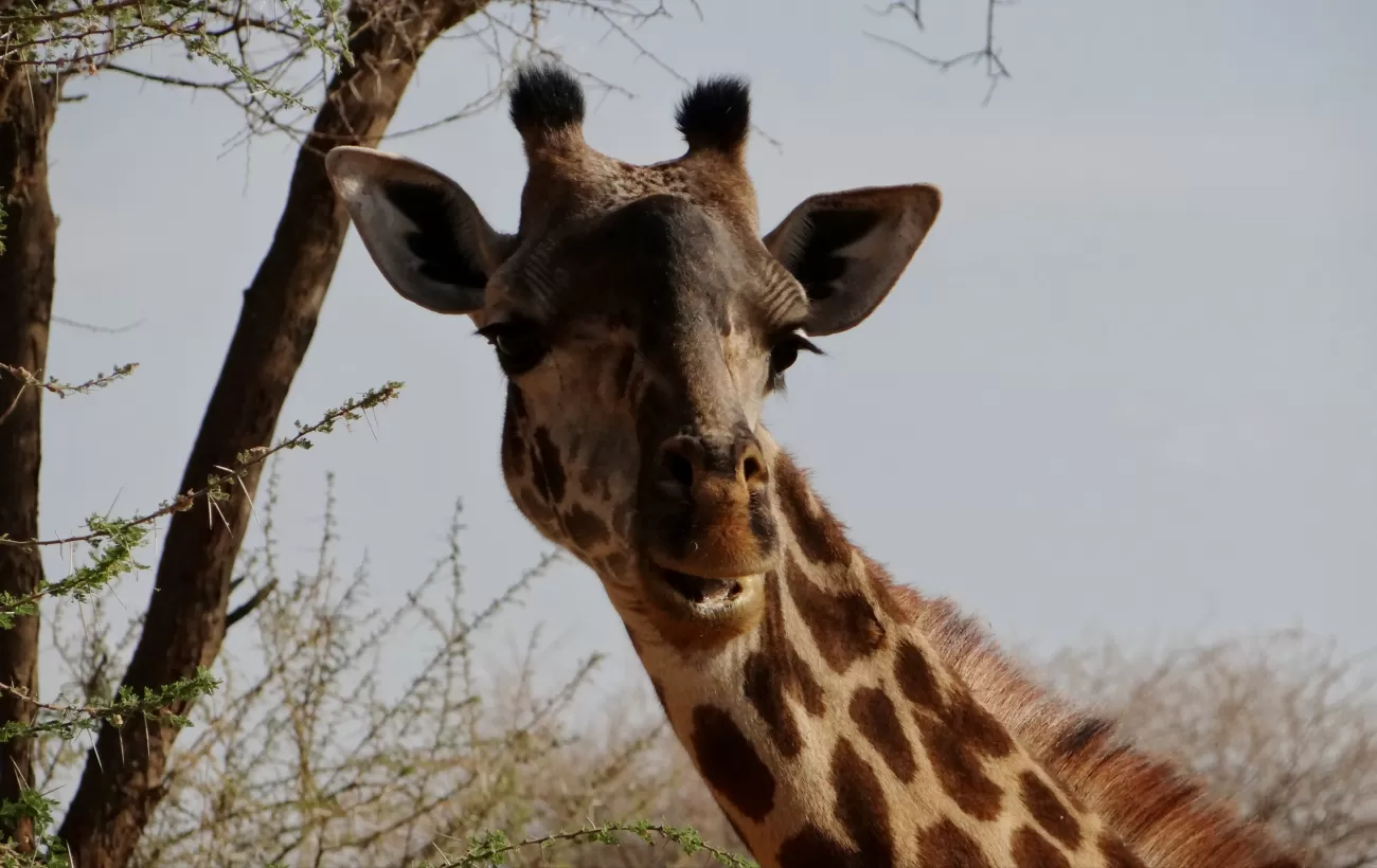 Giraffe in the Serengeti