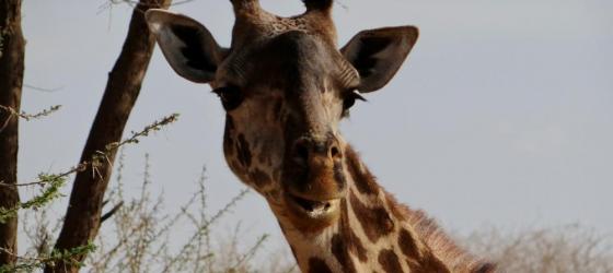 Giraffe in the Serengeti