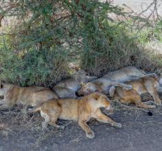 Lion pride in the Serengeti