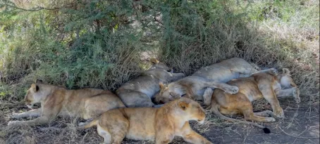 Lion pride in the Serengeti