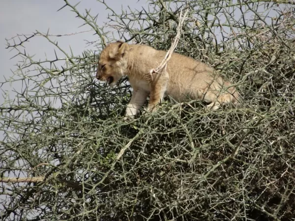 Second time seeing our distressed lion cub in the tree